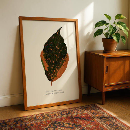 Acalypha Tricolor Print