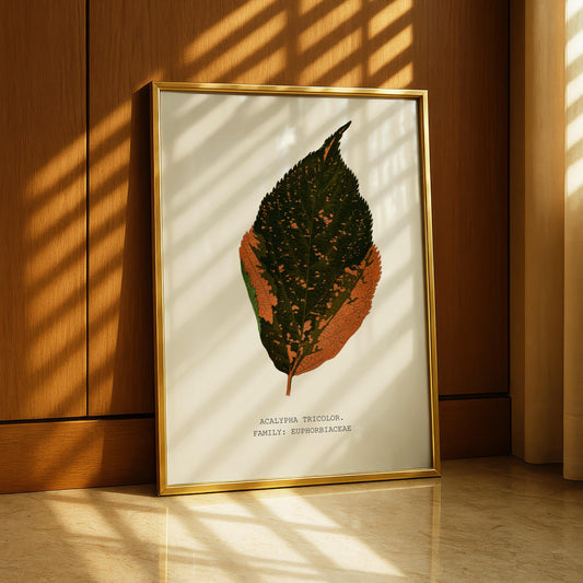 Acalypha Tricolor Print