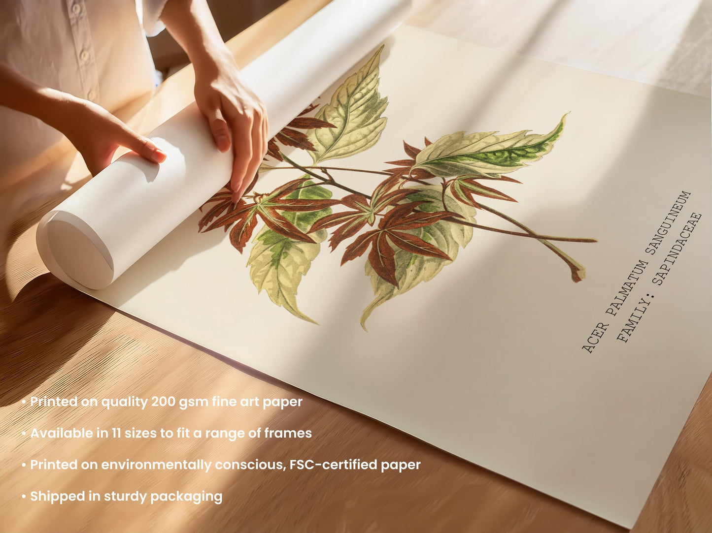 Japanese Maple Print