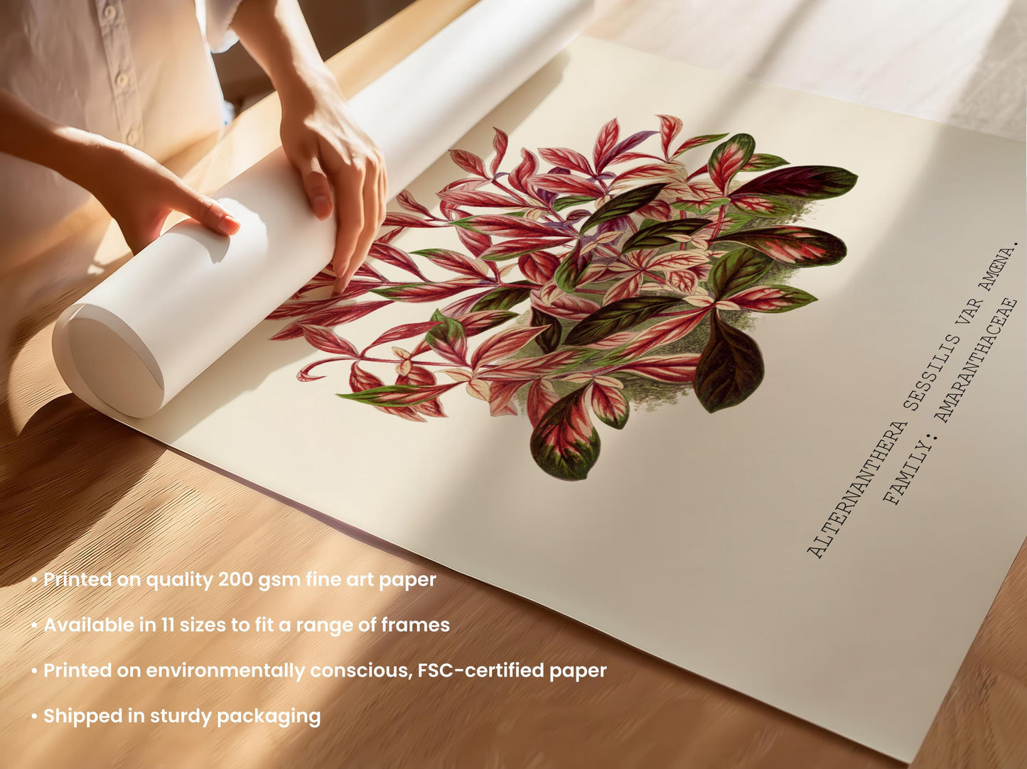 Alternanthera Sessilis Print