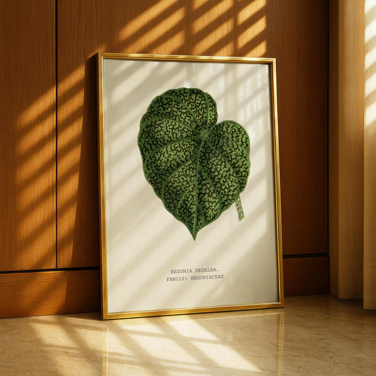 Begonia Dedalea Botanical Print
