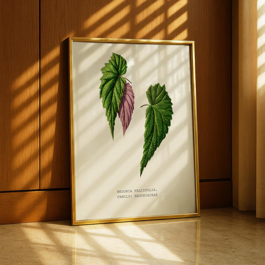 Begonia Falcifolia Print