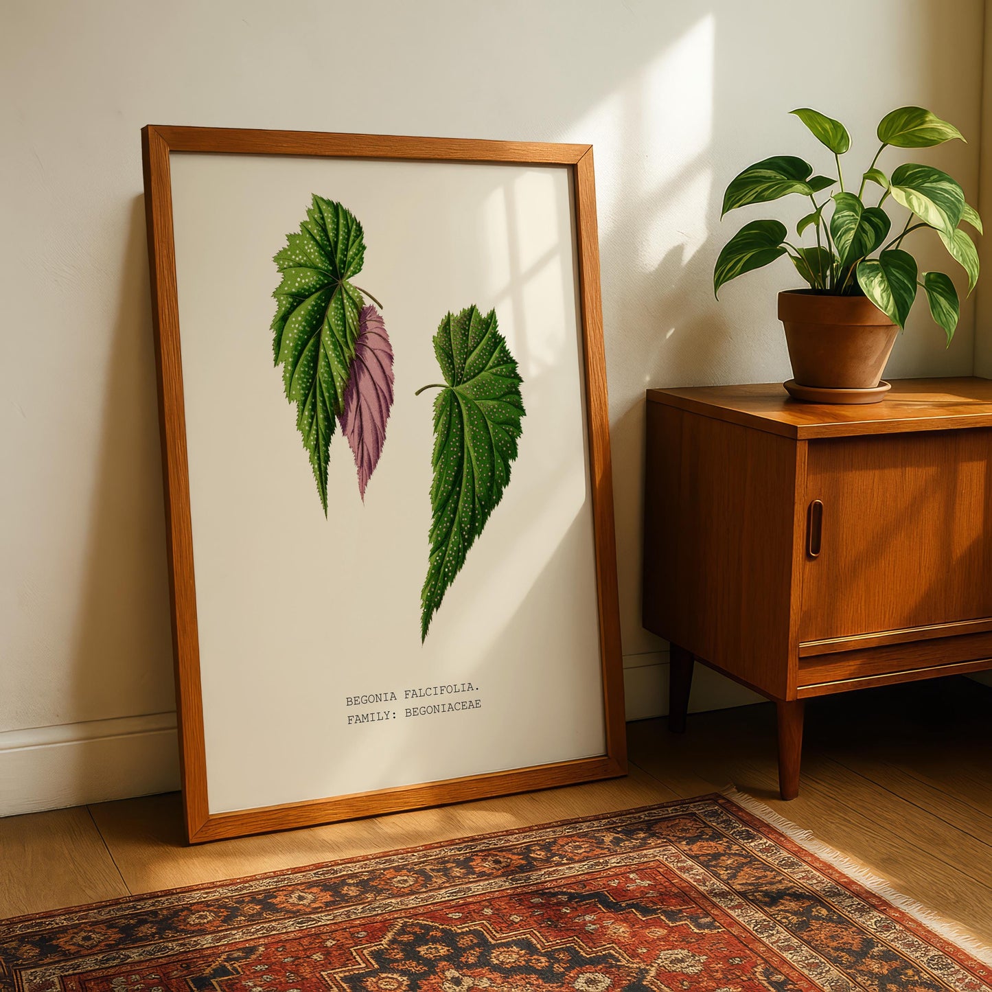 Begonia Falcifolia Print