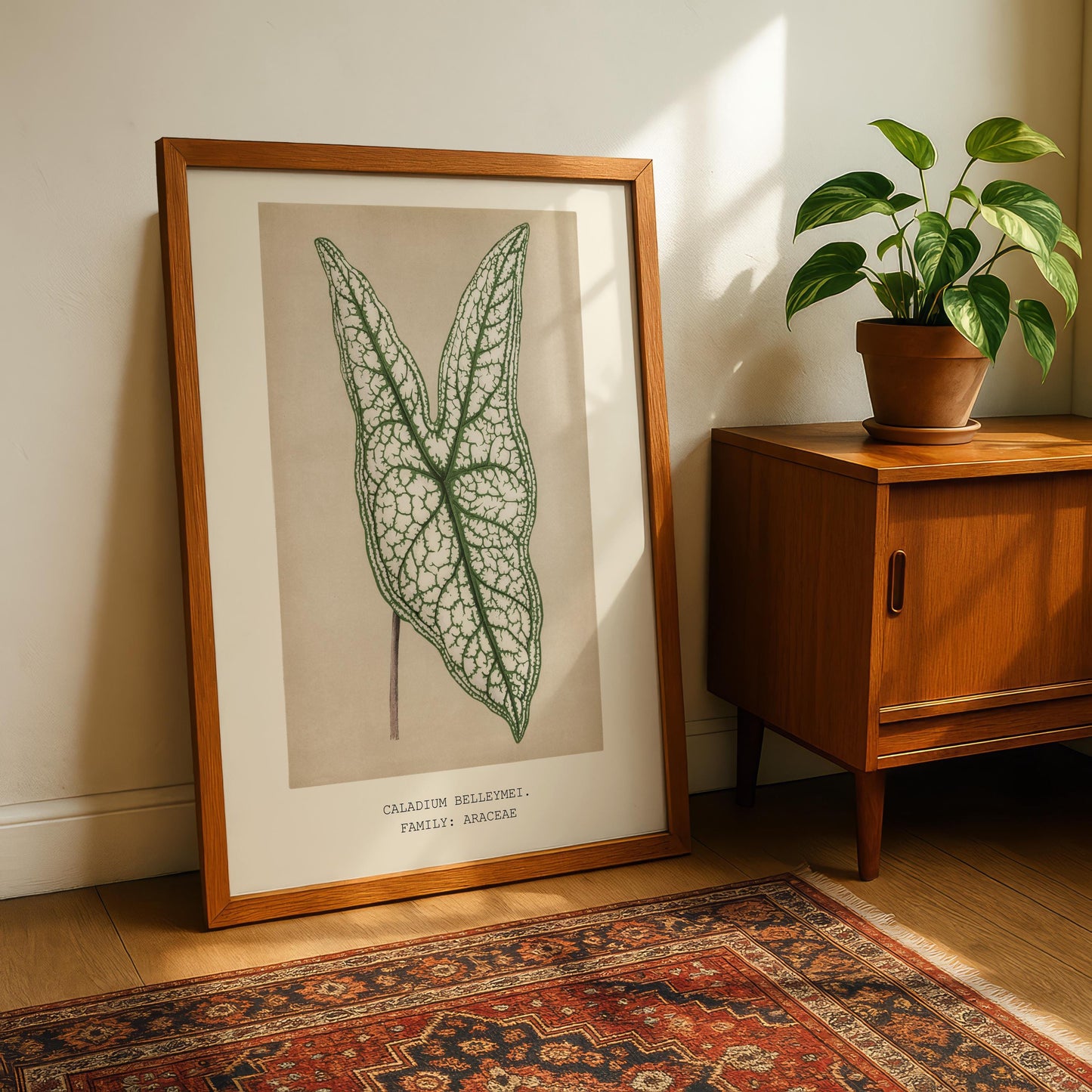 Caladium Belleymei Print