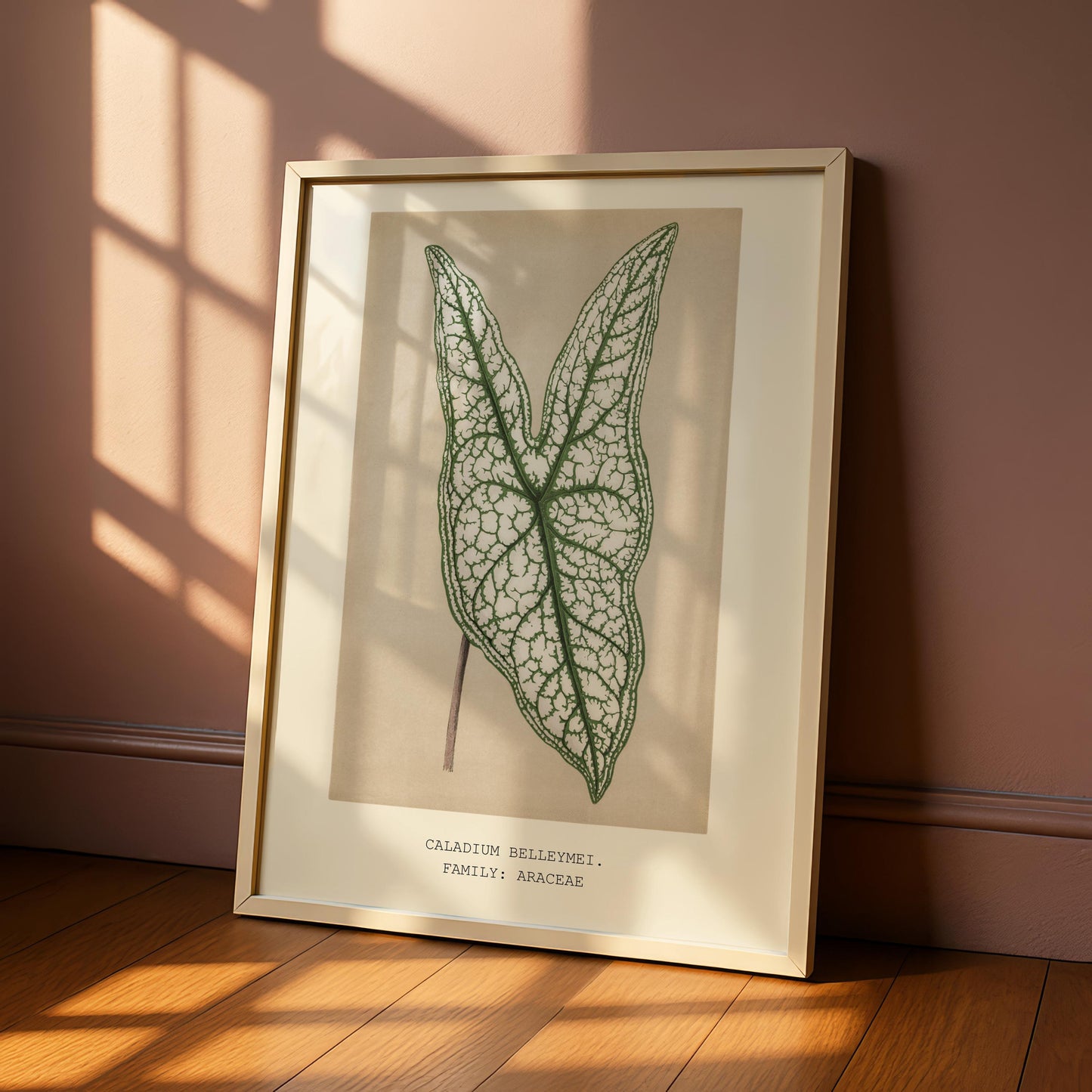 Caladium Belleymei Print