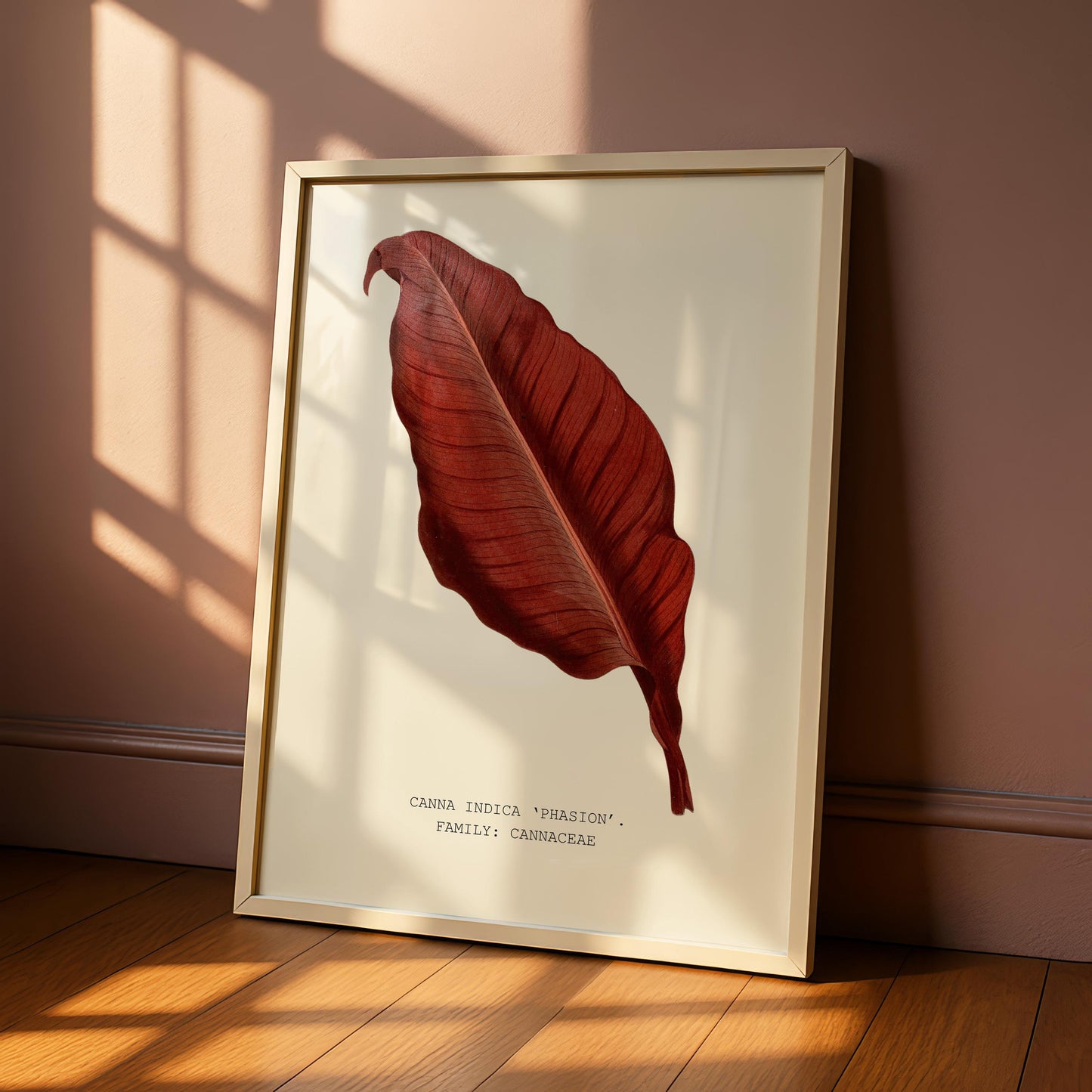 Canna ‘Phasion’ Print