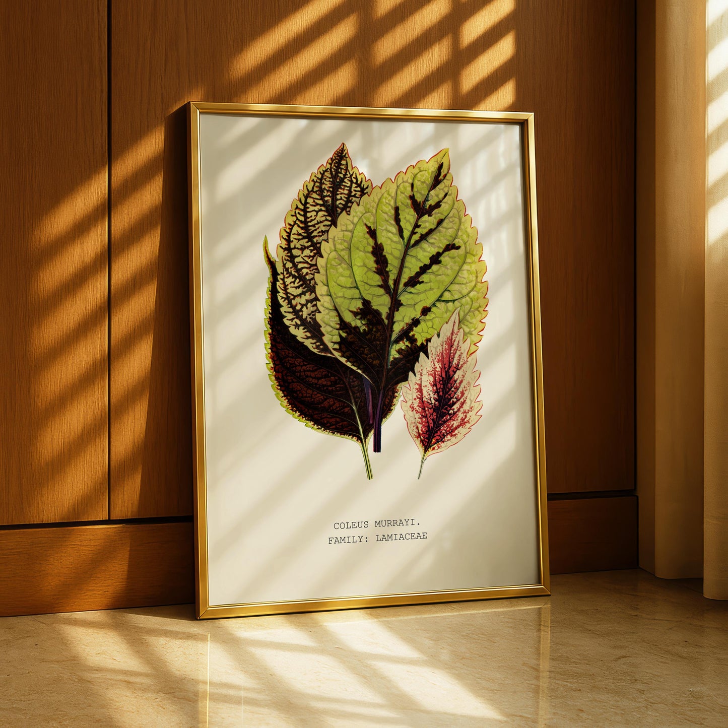 Coleus Murrayi Botanical Print