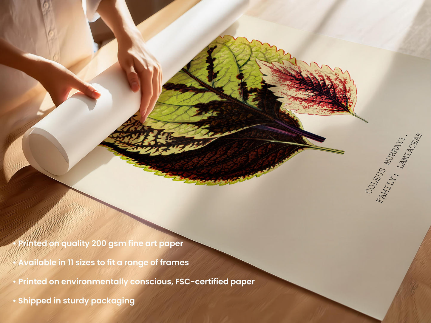 Coleus Murrayi Botanical Print