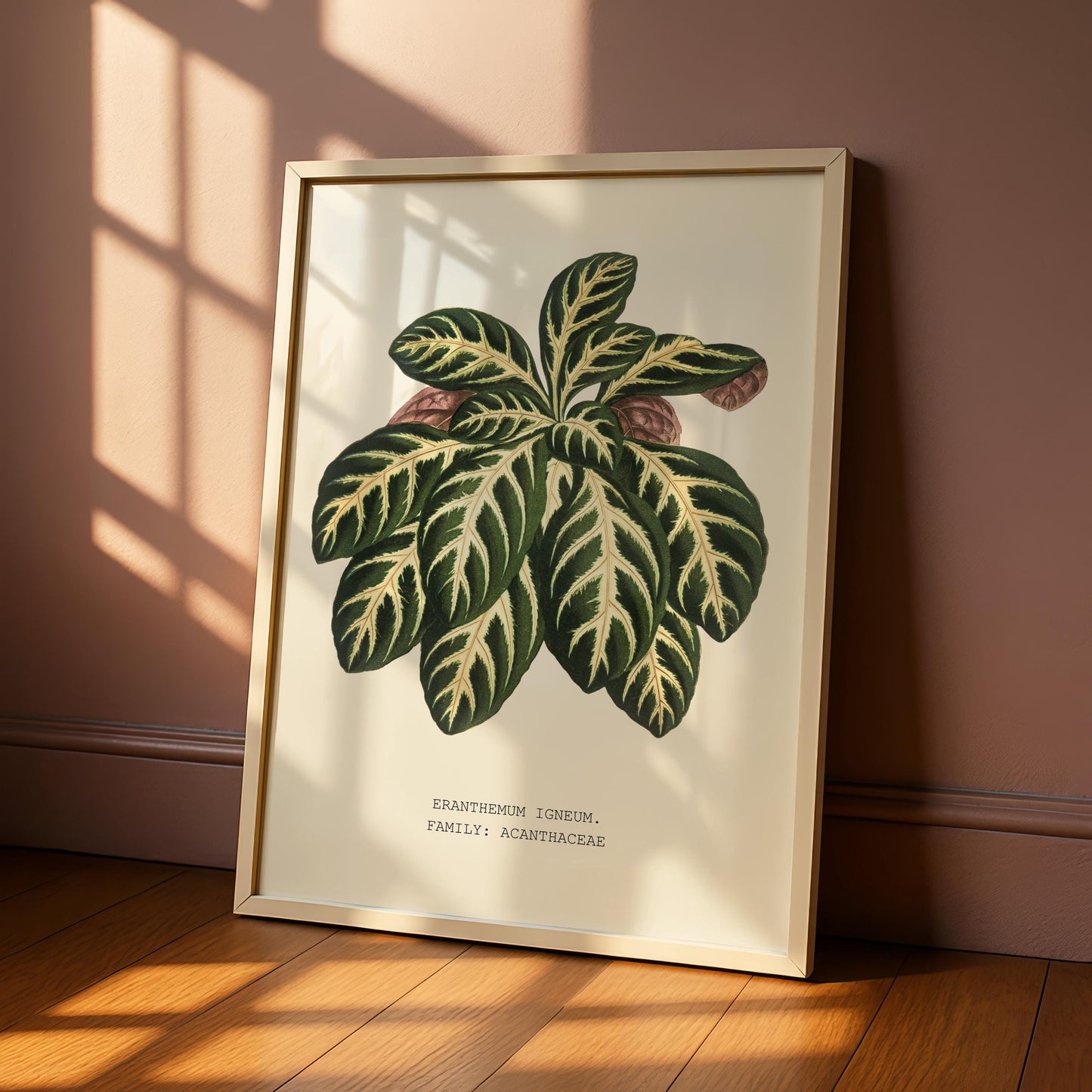 Eranthemum Igneum Botanical Print