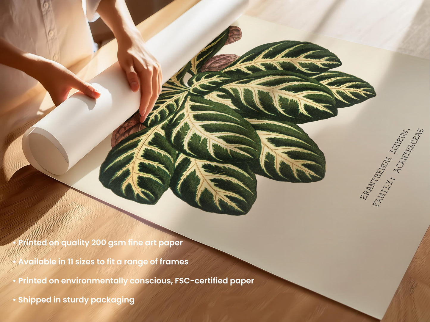 Eranthemum Igneum Botanical Print