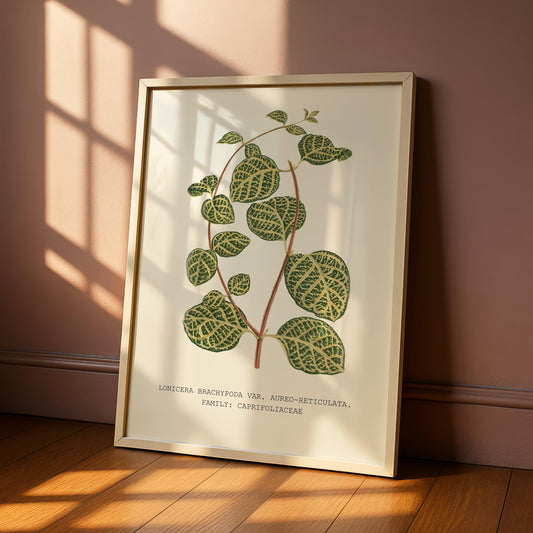 Golden-Net Honeysuckle Print