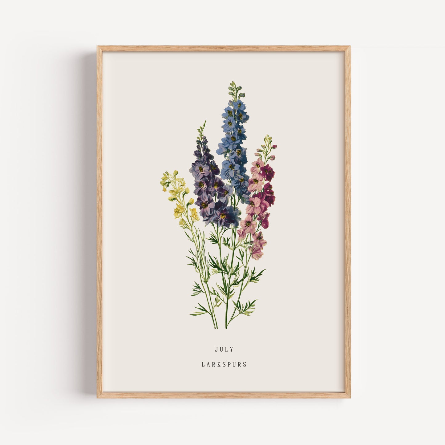 July Larkspur Birth Flower Print