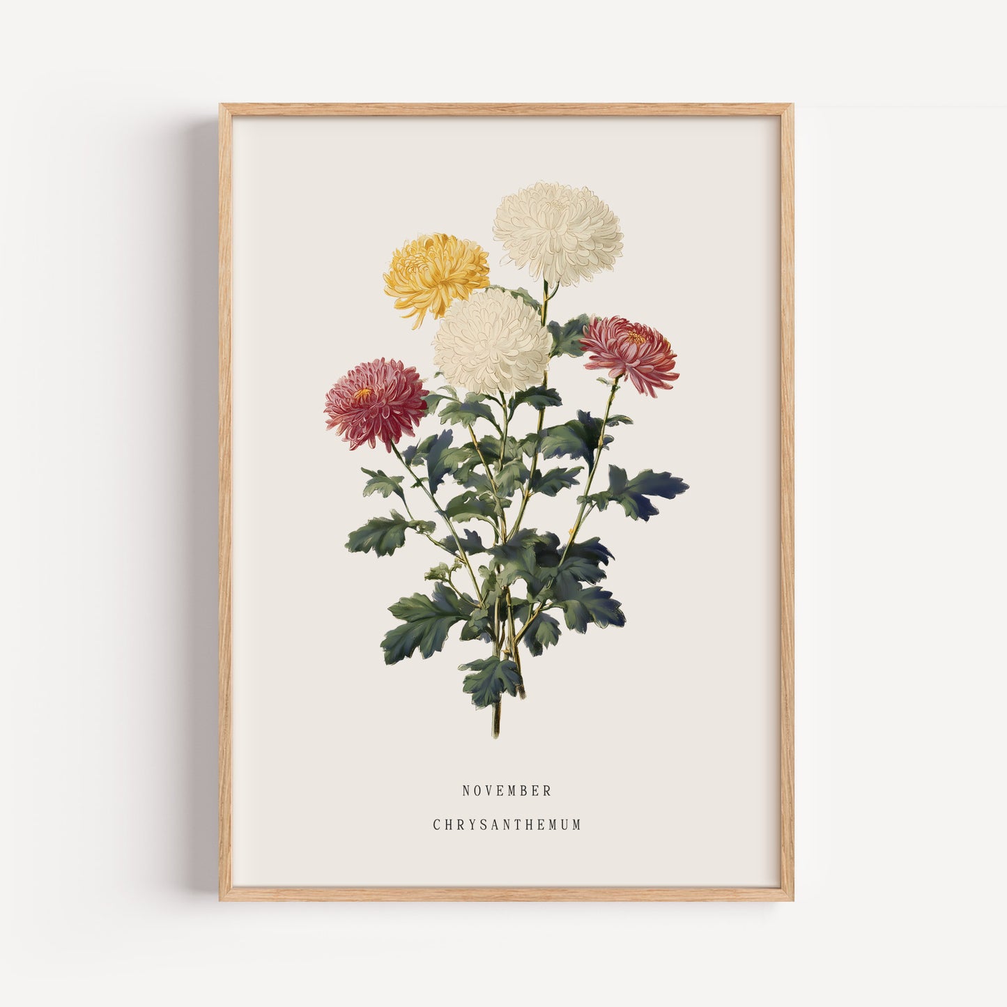 November Chrysanthemum Birth Flower Print