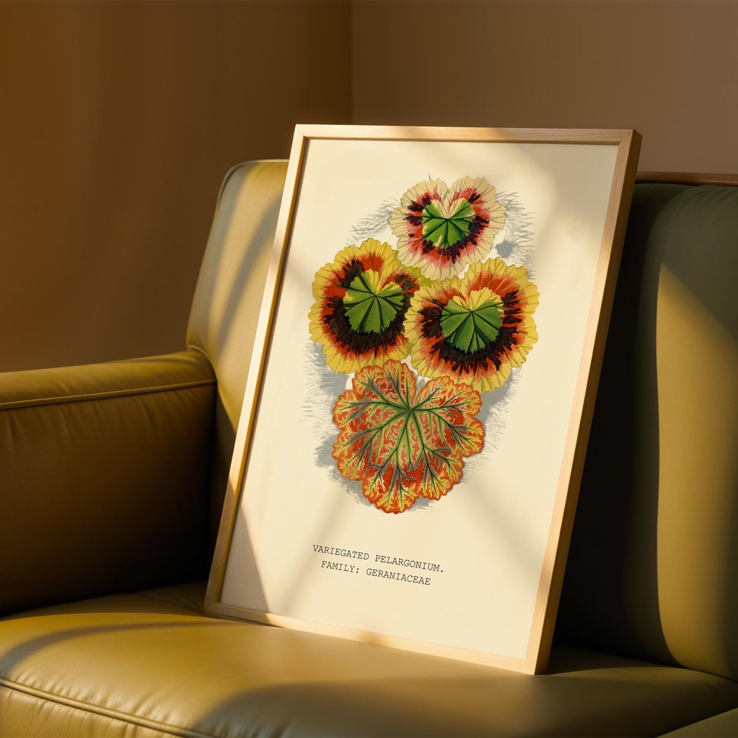 Variegated Pelargonium Print