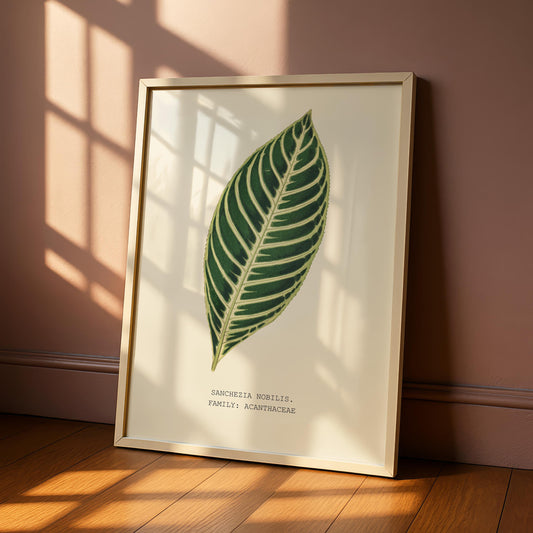 Noble Sanchezia Botanical Print