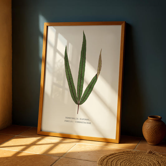 Terminalia Elegans Print