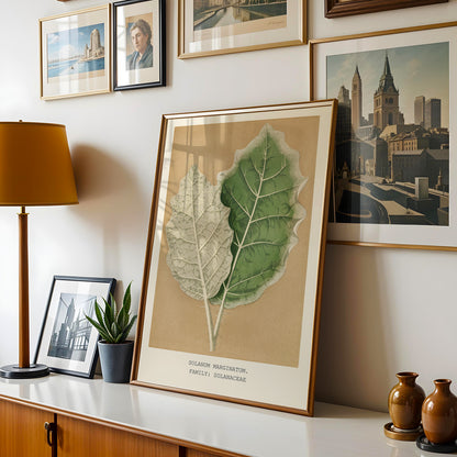 a framed botanical illustration of a leaf, a framed photograph of a cityscape, a framed photograph of a building, a framed photograph of a person, a framed photograph of a building, and a framed photograph of a building.