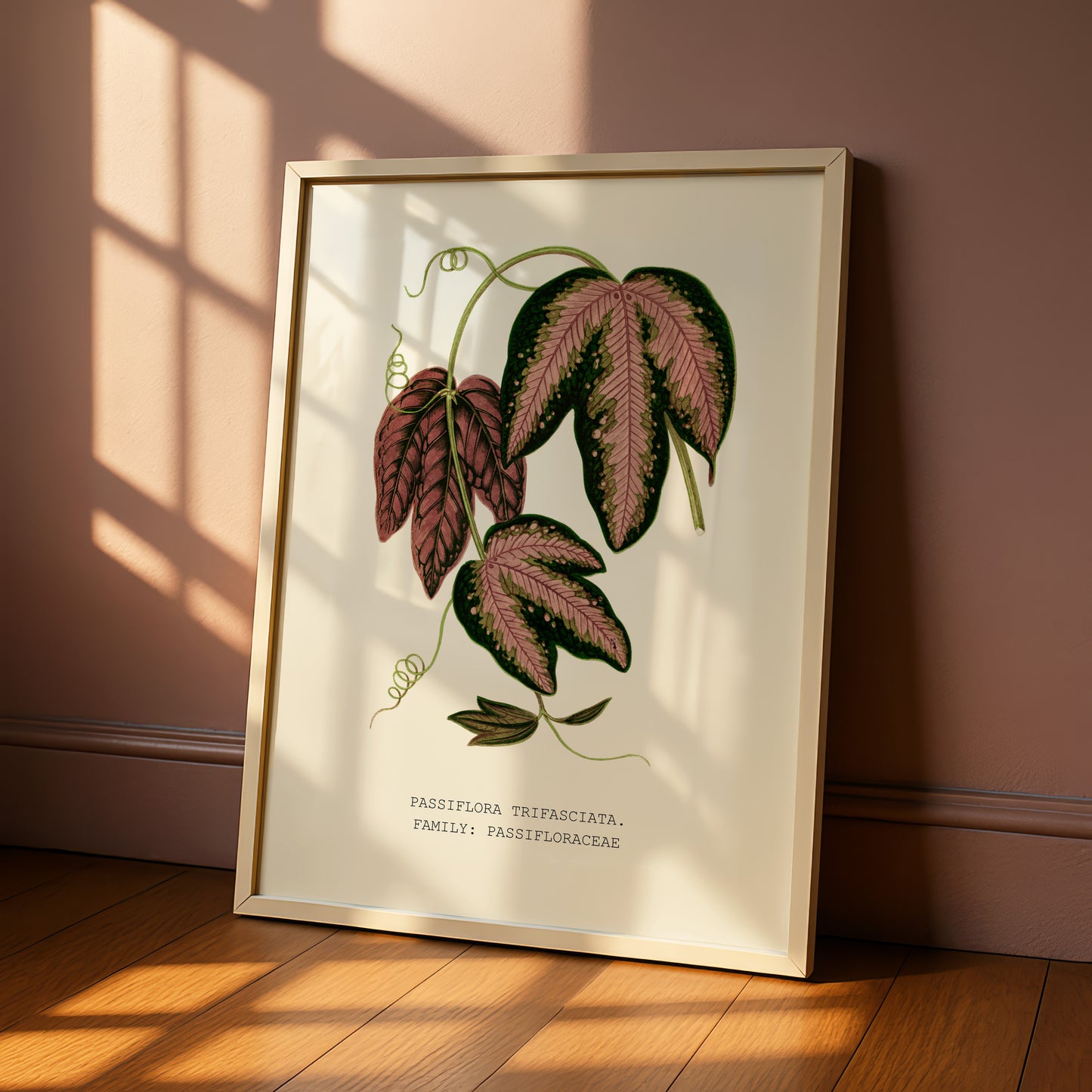 A framed botanical illustration of a plant with large, colorful leaves is displayed on a wooden floor against a pink wall.