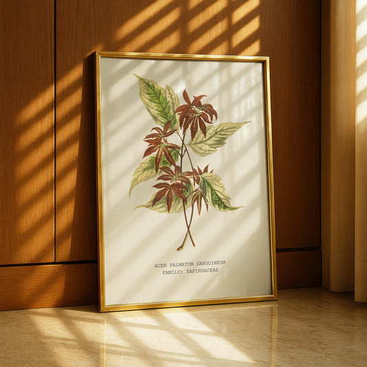 Japanese Maple Print