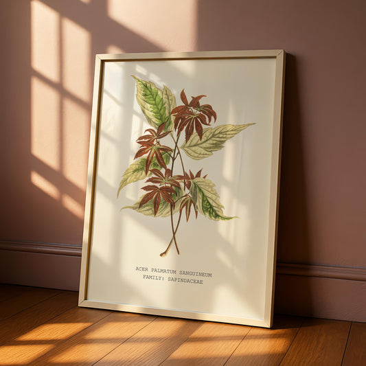 Japanese Maple Print