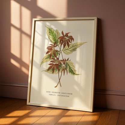 Japanese Maple Print