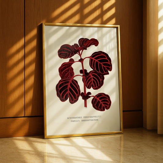 Achyranthes Verschaffeltii Print