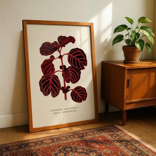 Achyranthes Verschaffeltii Print