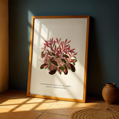 Alternanthera Sessilis Print
