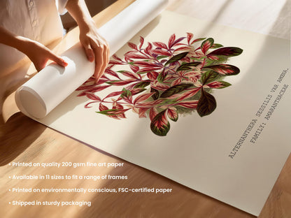 Alternanthera Sessilis Print