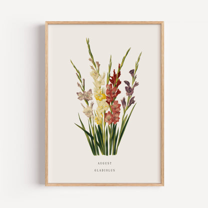 August Gladiolus Birth Flower Print