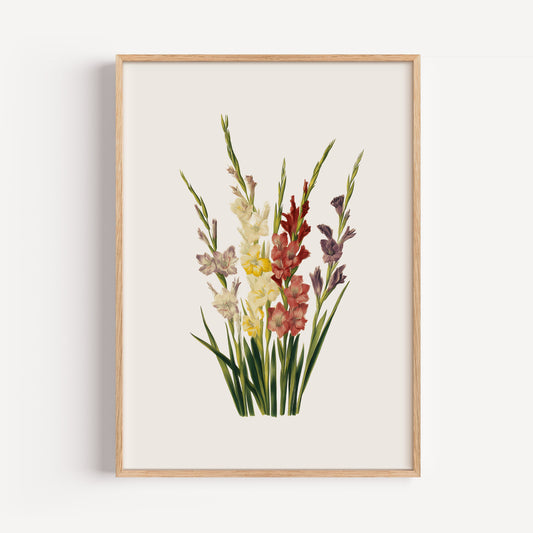 August Gladiolus Birth Flower Print