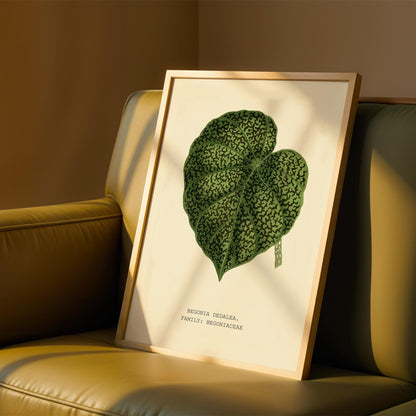 Begonia Dedalea Botanical Print