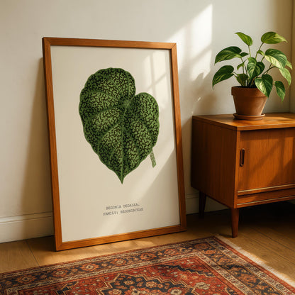 Begonia Dedalea Botanical Print