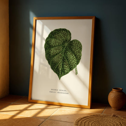Begonia Dedalea Botanical Print