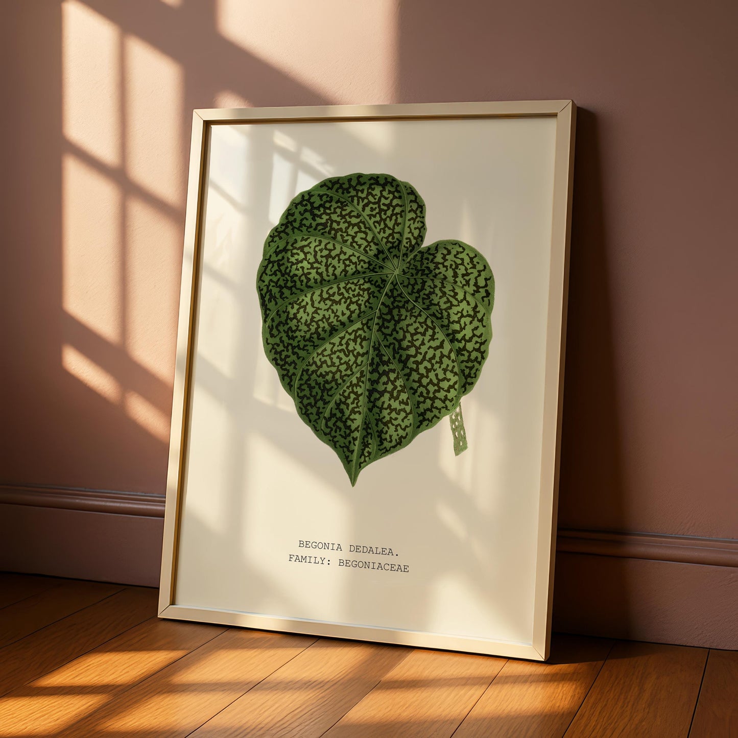 Begonia Dedalea Botanical Print