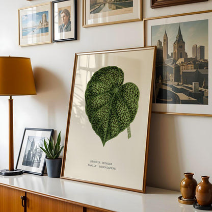 Begonia Dedalea Botanical Print