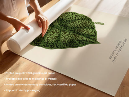 Begonia Dedalea Botanical Print