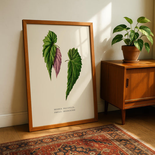 Begonia Falcifolia Print