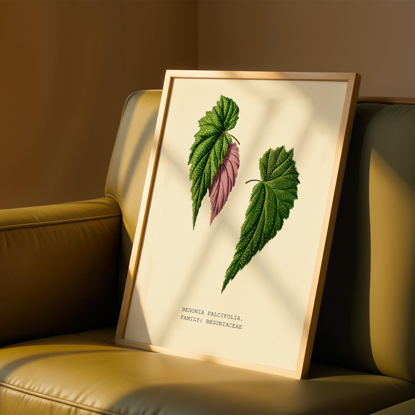 Begonia Falcifolia Print