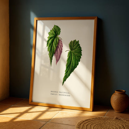 Begonia Falcifolia Print