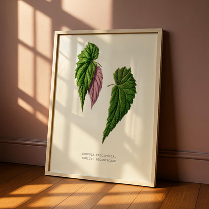 Begonia Falcifolia Print