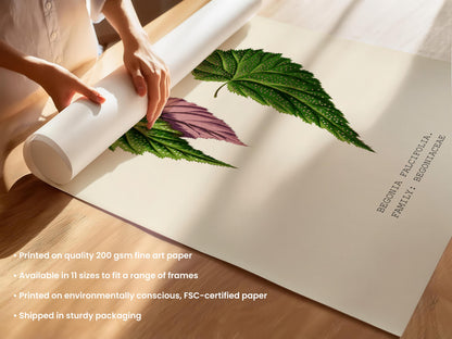 Begonia Falcifolia Print