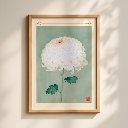 Bloom Chrysanthemum Print