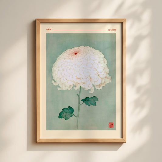 Bloom Chrysanthemum Print