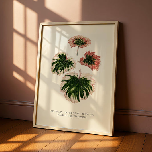 Tricolour Saxifrage Botanical Print