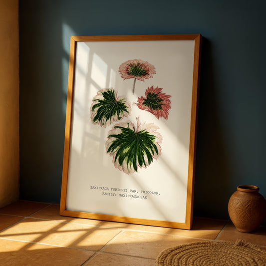 Tricolour Saxifrage Botanical Print