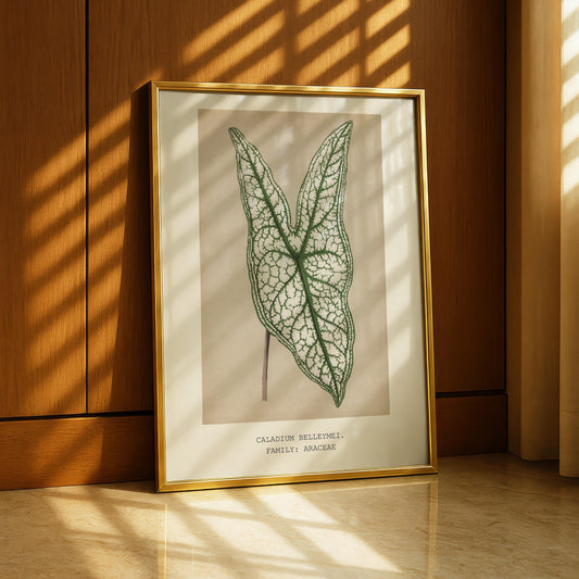 Caladium Belleymei Print