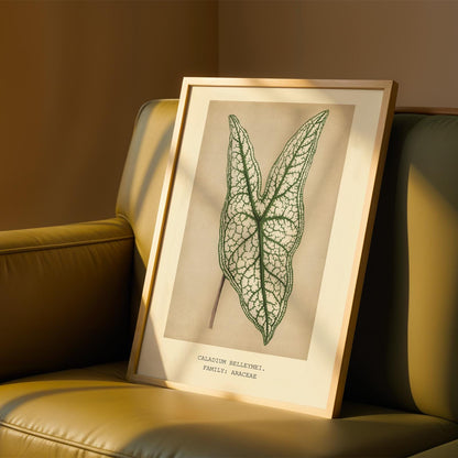 Caladium Belleymei Print