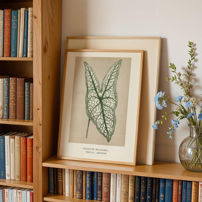 Caladium Belleymei Print