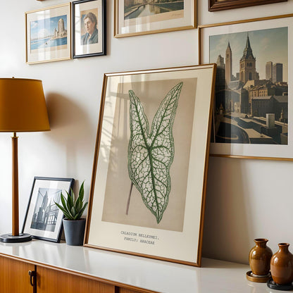 Caladium Belleymei Print